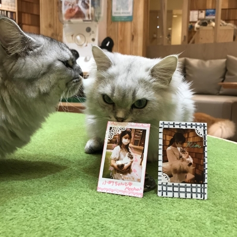 抱っこチェキ会 宮崎ナナイロ メガドンキ にある猫カフェ 漫画 ドリンクバー ワークプレイス 猫カフェmocha モカ のニュース まいぷれ 宮崎 抱っこチェキ会 宮崎ナナイロ メガドンキ にある猫カフェ 漫画 ドリンクバー ワークプレイス 猫カフェmocha モカ のニュース まいぷれ 宮崎