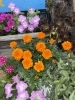 色とりどりの草花がお出迎え「チャレンジド前の花壇が満開になりました🌸」