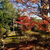 参道「紅葉【所沢でお散歩･散策】」