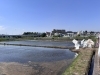 「⛩️横浜三支部 御田植祭⛩️」