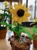 鉢植えも水引で作りました。「ひまわりも作れちゃいます♪　新たな趣味に水引はいかがですか？　【福島市　二本松市　伊達市　郡山市】」