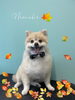 「お友達♡ Dog salon mofu mofu 余市町」