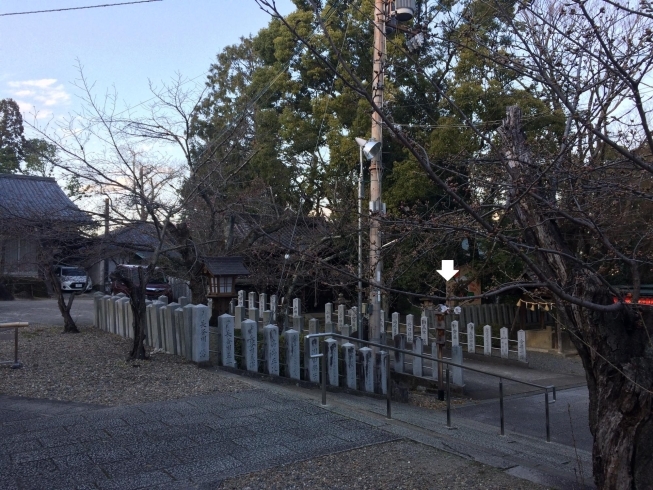 向日神社　２０２０年開花一番乗りの桜「おしゃれさんの春は早い!?」