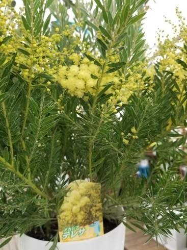 アカシア テレサ入荷しました 春待ち花 とも言われ ミモザの近隣種 三次花壇 十日市店のニュース まいぷれ 三次市 アカシア テレサ入荷しました 春待ち花 とも言われ ミモザの近隣種 三次花壇 十日市店のニュース まいぷれ 三次市