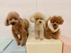 ねむくん☆ぽんかんくん☆くまくん「ましゅまろ幼稚園🐾」