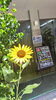 入り口では 向日葵が皆さんをお出迎えします🌻「お盆休み 直前の 営業のお知らせ【テスコム明石求人センター】明石市大明石町」