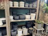 鉢「鉢の入荷」