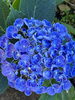 紫陽花「本日の境内の様子です」
