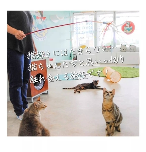 入間市に猫カフェopen 譲渡会 犬猫譲渡会 猫カフェ 譲渡型 狭山湖動物霊園 狭山湖動物霊園のニュース まいぷれ 所沢市 入間市に猫カフェopen 譲渡会 犬猫譲渡会 猫カフェ 譲渡型 狭山湖動物霊園 狭山湖動物霊園のニュース まいぷれ 所沢市
