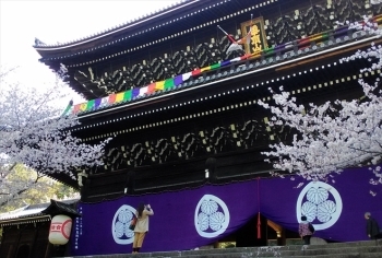 知恩院の桜 京都 桜だより まいぷれ 京都市下京区 東山区 知恩院の桜 京都 桜だより まいぷれ 京都市下京区 東山区