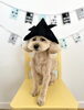 タロウくん「わんこと鯉のぼり🎏」