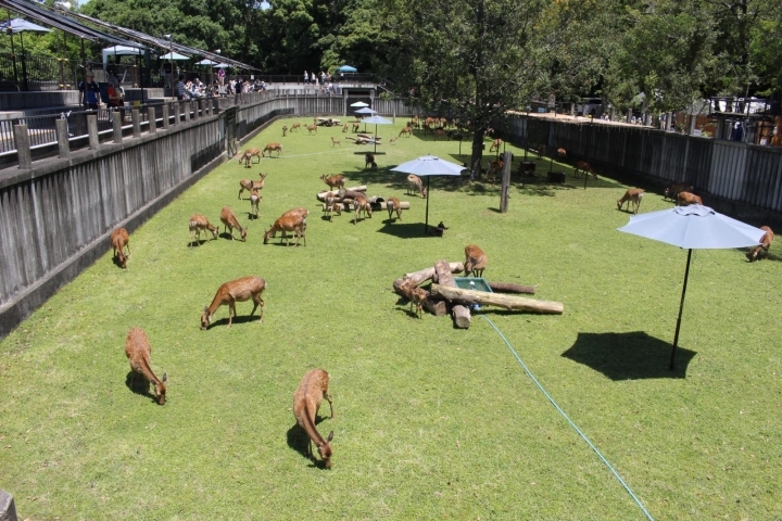 赤ちゃん鹿 大集合 子鹿公開イベントに行ってきました 奈良です