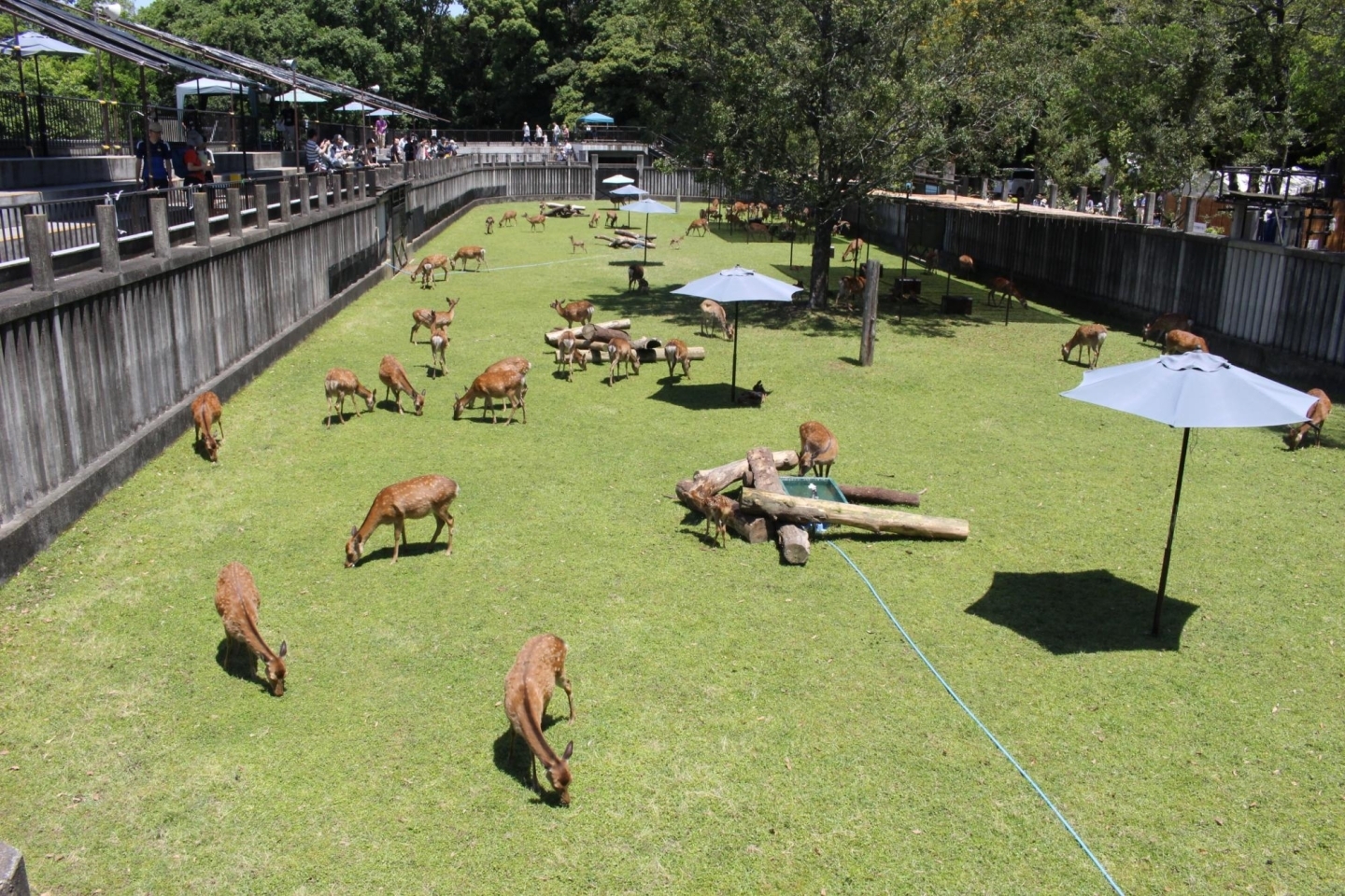 赤ちゃん鹿 大集合 子鹿公開イベントに行ってきました 奈良ですョ 鹿さん特集 まいぷれ 奈良
