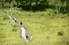 「入笠山のエゾリンドウが見頃を迎えています！」
