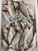 石持ち「鮮魚入荷中でーす」