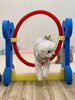チップくんジャンプ💨「ましゅまろ幼稚園🐾」