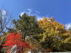 普寛堂の紅葉「11月6日（土）紅葉の様子をお伝えします。【木曽 遊び ｱｸﾃｨﾋﾞﾃｨ― 林鉄バイク E-MTB・MTBレンタル 王滝村】」