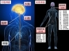こんなに素晴らしいものを誰が作ったのでしょうか？「自分は1973年。この世に誕生しました。　　　　　　　「脳の誕生」はどの位前だったのでしょうか？」