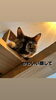 かわいい「今日のねこ🐈‍⬛✨　ちゃーの日🌾」