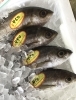 「魚魚市場鮮魚コーナーおすすめは「長崎県産シビマグロ」です♪」