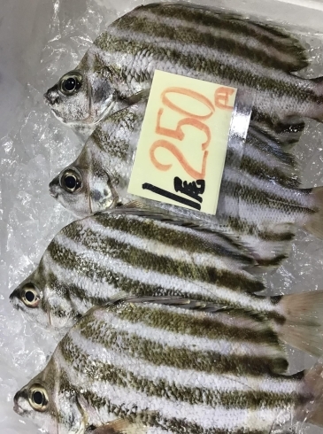 「魚魚市場鮮魚コーナーおすすめは「シイラ」です♪」