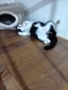 すじ「ご予約は不要です😸【静岡駅】仕事の合間にもどうぞ！癒しの保護猫カフェで気分転換 」