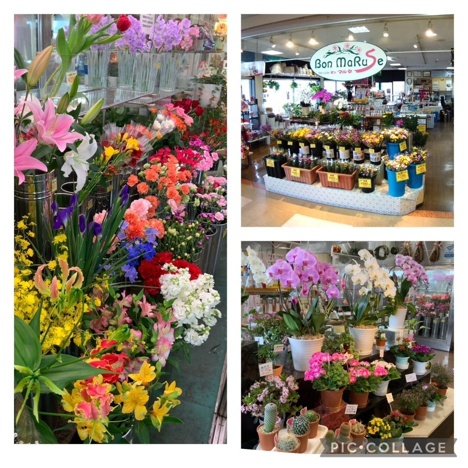 フローリスト ボンマルセ 花キューピットでお花じかん まいぷれ 黒部 入善 朝日 フローリスト ボンマルセ 花キューピットでお花じかん まいぷれ 黒部 入善 朝日