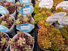 「歳末SALE（12/6～12/31）期間中は多肉植物3割引❕☆彡」