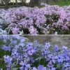 「今年も芝桜の花が綺麗に咲きました。」