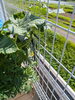 「夏野菜に追肥を行いました！」