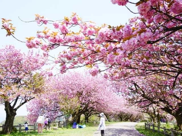 二上山公園 城山園地 高岡 桜 お花見特集 高岡 桜 お花見特集 まいぷれ 高岡市 二上山公園 城山園地 高岡 桜 お花見特集 高岡 桜 お花見特集 まいぷれ 高岡市
