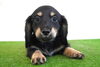 「ミニチュアダックス子犬情報」