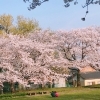 ■桜特集■豊明市　沓掛城址公園