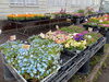 「春の花、続々入荷中！南魚沼でお花ならフローリストたかの。」