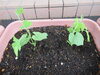 「大きくな～れ！夏野菜♬」