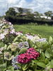 雨の日は紫陽花がもっと綺麗に「雨の日に訪れたい、佐土原の隠れ家カフェ」