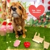 キャバリア　カット「🐶ダックス、キャバリア、トリミングのお友達🍓」