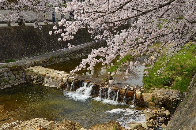 第31回芦屋さくらまつり 19 当日の様子もあり 芦屋市イベント特集 まいぷれ 芦屋市 第31回芦屋さくらまつり 19 当日の様子もあり 芦屋市イベント特集 まいぷれ 芦屋市
