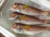 「魚魚市場鮮魚コーナーおすすめは「イサキ・アマダイ」です♪」