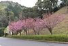 記念館前のヤエザクラ「舞鶴引揚記念館のヤエザクラの開花状況！」