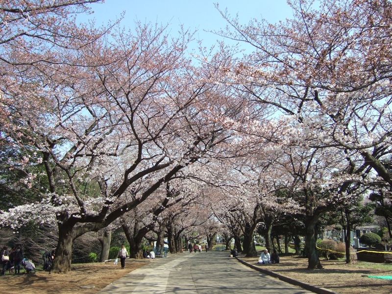 緑ヶ丘霊園 高津区 お花見するならここ 川崎市の 桜 特集 21年 まいぷれ 川崎市 緑ヶ丘霊園 高津区 お花見するならここ 川崎市の 桜 特集 21年 まいぷれ 川崎市
