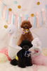 ブラック　とわくん「Anniversary photo　(*´ω｀*)」
