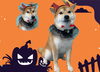 「Dog salon mofu mofu　余市町」