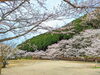 「【西条市 河之内】大自然のそばにある、本谷公園の桜が満開です！」