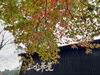 「まいづる茶屋では紅葉を見ながらお食事ができます🍂🍁」