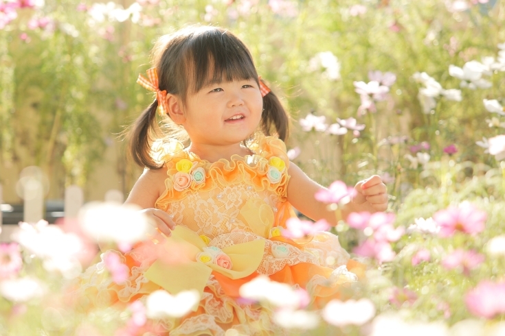 コスモスも咲いていい天気でしたね「七五三⭐︎誕生日⭐︎赤ちゃんの記念写真⭐︎」