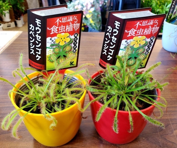 自由研究はお決まりですか 花みずきぷち ふるーる両三柳店のニュース まいぷれ 米子 自由研究はお決まりですか 花みずきぷち ふるーる両三柳店のニュース まいぷれ 米子