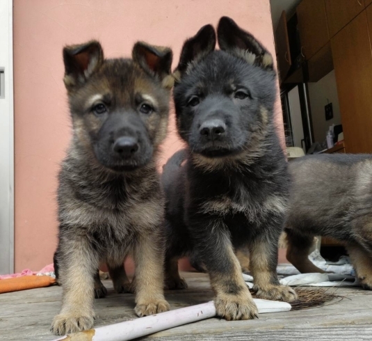 「シェパードの子犬が産まれました！」