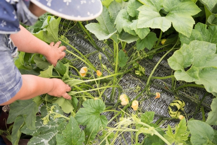 観賞用カボチャ おもちゃカボチャ ふるさと納税で日本を元気に 雨竜町 まいぷれ 滝川 観賞用カボチャ おもちゃカボチャ ふるさと納税で日本を元気に 雨竜町 まいぷれ 滝川