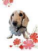 「Dog salon mofu mofu　余市町」